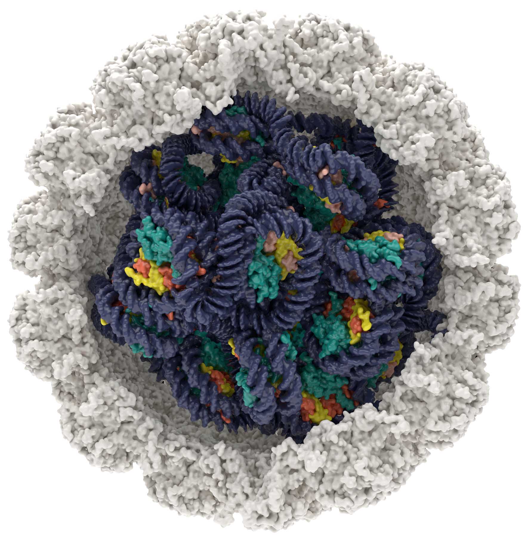 picture of the Papillomavirus capsid