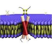 A schematic representation of BPV1 E5 dimers imbedded in the cell membrane, with the carboxy-terminus at the top